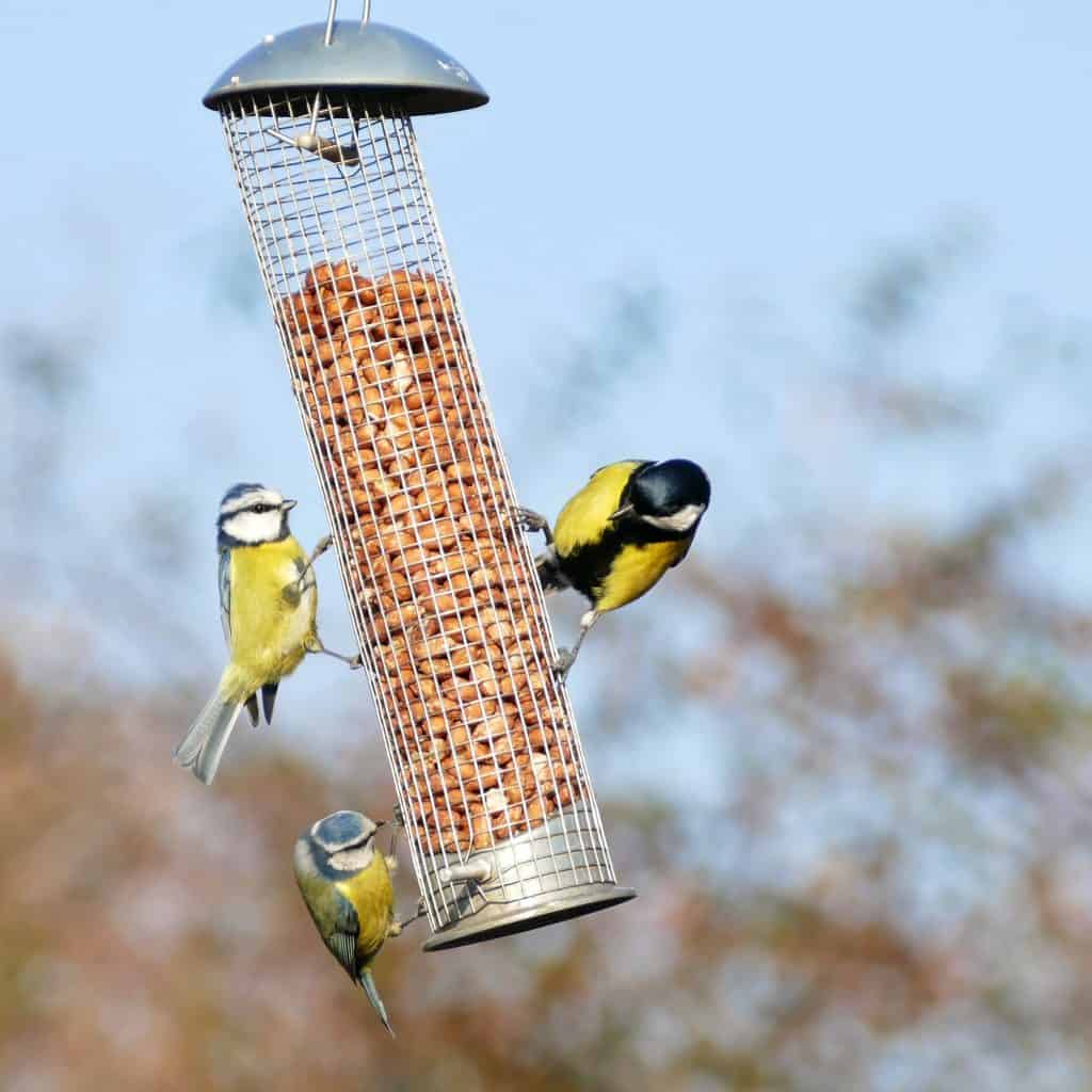 Attract More Birds to Your Garden With These Simple Bird Feeding Tips